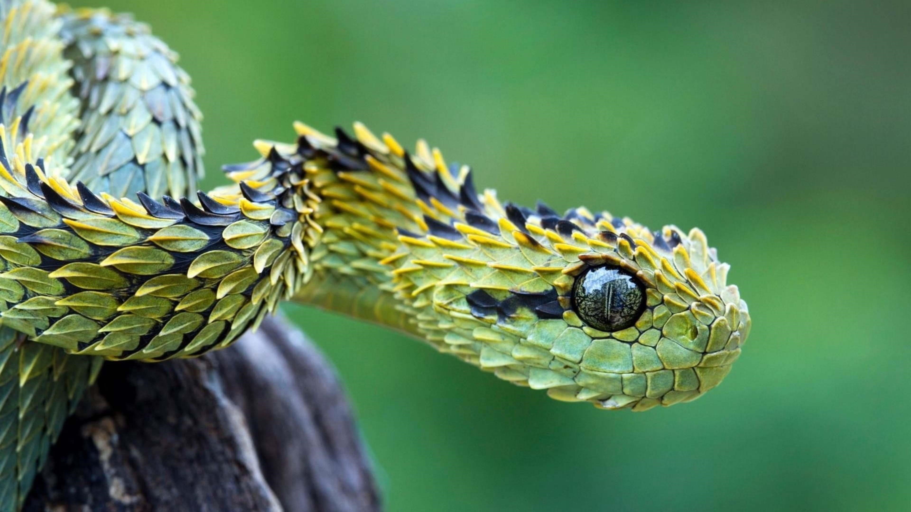 Зеленая яма гадюка змея в сине зеленом фоне животные обои скачать