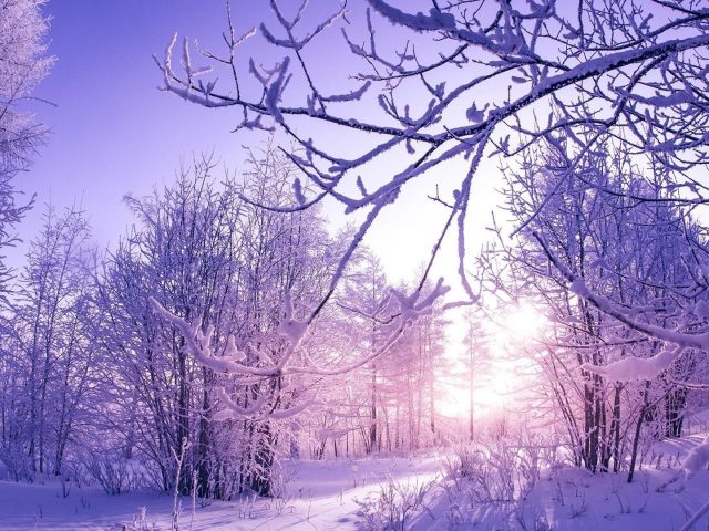 Заснеженные зимние деревья
