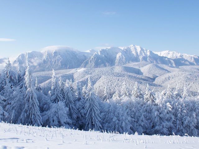 Заснеженные горные деревья и полевая природа