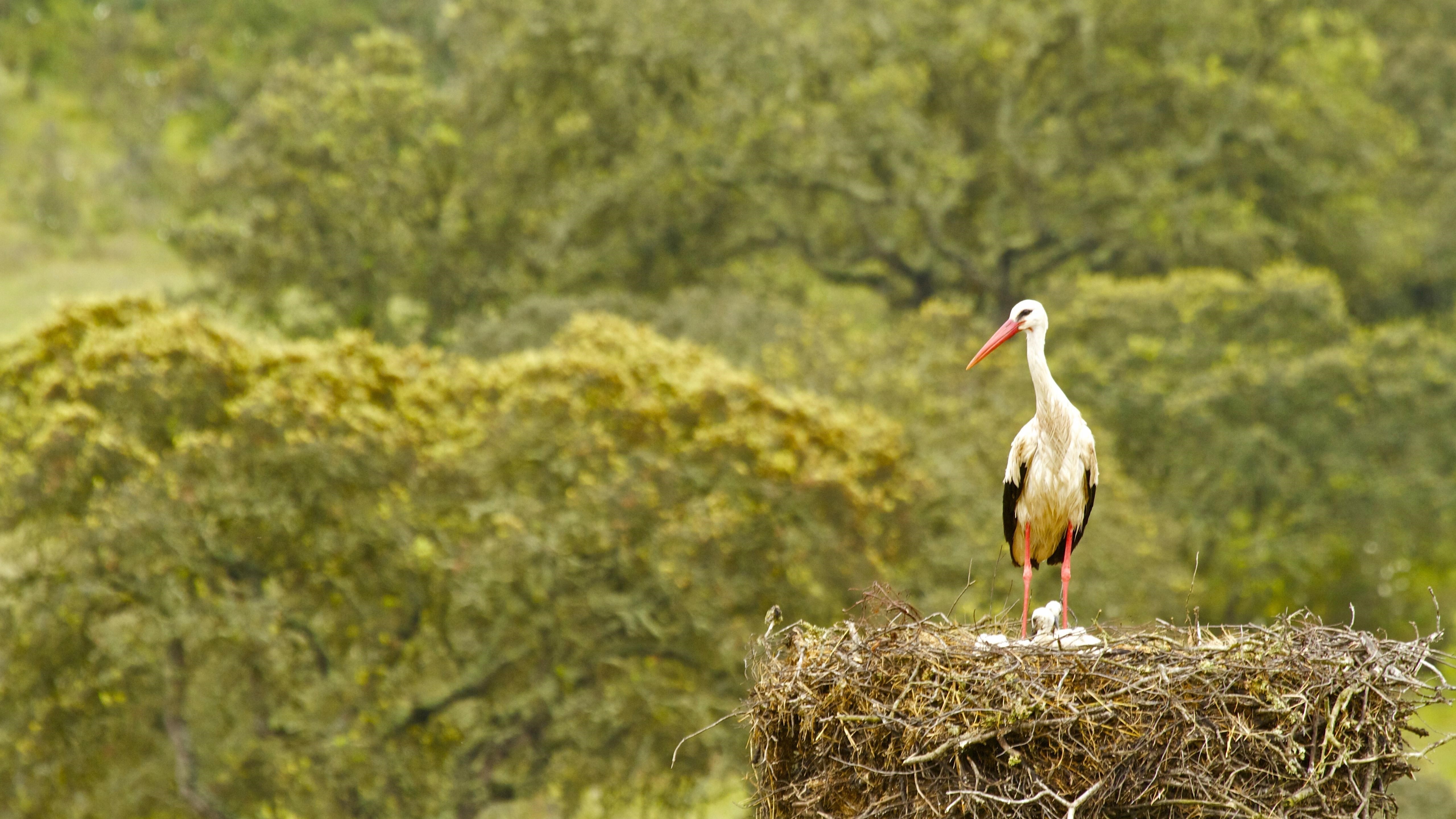 Желто-черная птица стоит рядом с гнездом в размытом зеленом фоне животных обои скачать