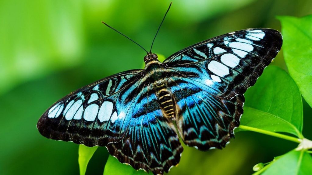 Сине-черная дизайнерская бабочка на зеленом листе на зеленом фоне бабочка обои скачать