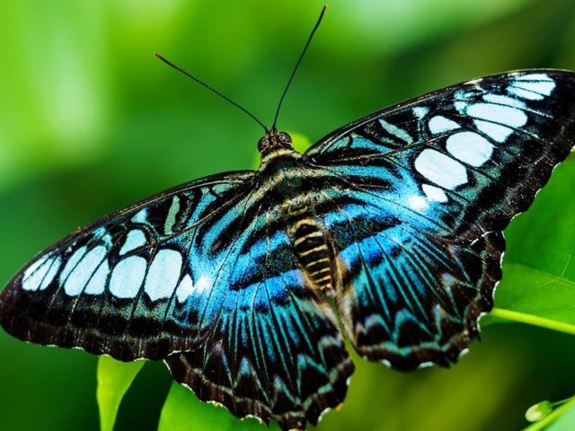Сине-черная дизайнерская бабочка на зеленом листе на зеленом фоне бабочка