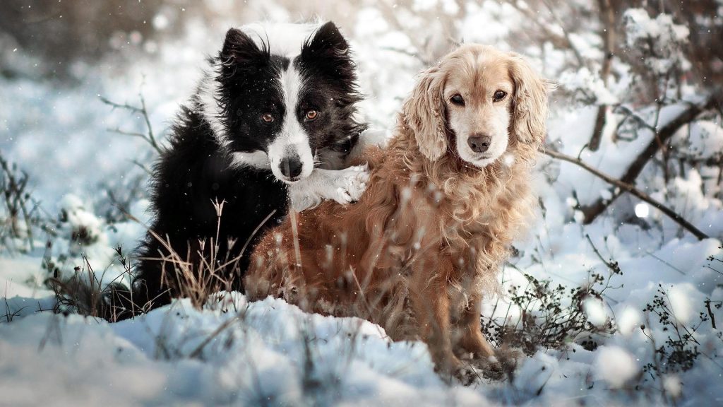 Собаки бордер-колли-спаниели сидят на снежной собаке обои скачать