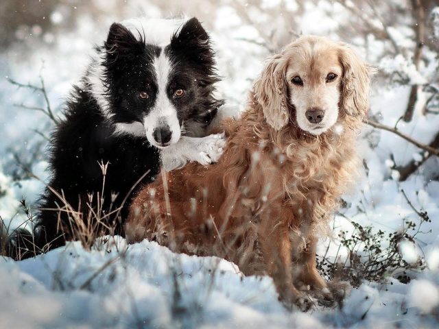 Собаки бордер-колли-спаниели сидят на снежной собаке