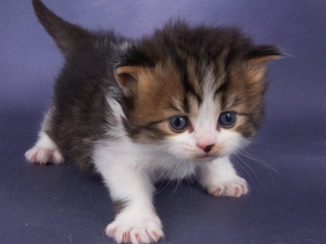 Голубые глаза черный коричневый белый кот котенок на фиолетовом фоне котенок