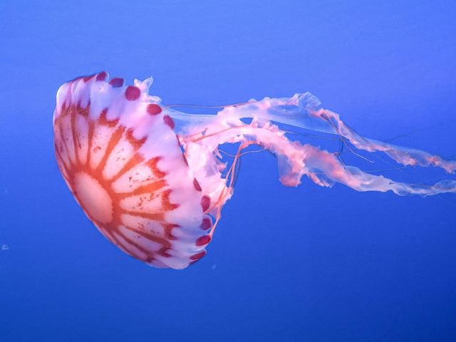 Щупальце медузы прекрасный подводный мир