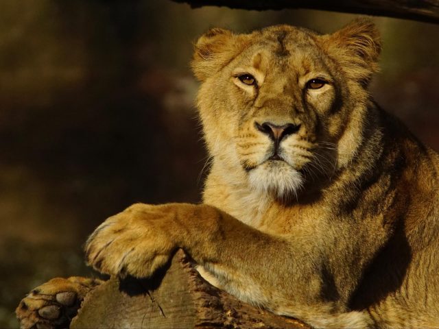 Животное лев животные