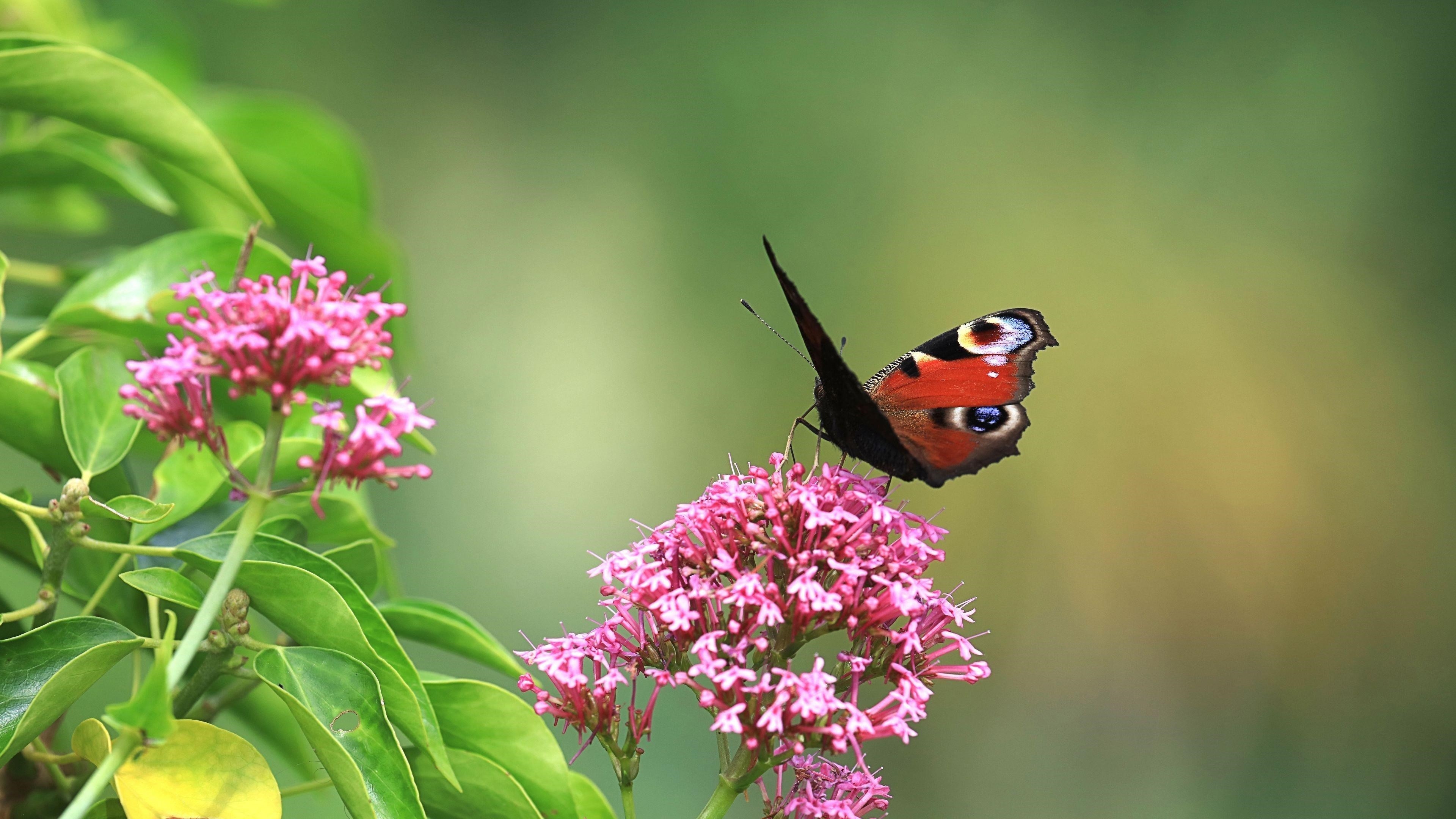 Коричнево-черная бабочка сидит на розовых цветах на зеленом фоне бабочки обои скачать