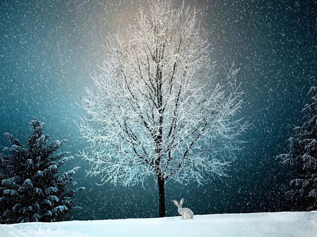 Зима снег дерево природа