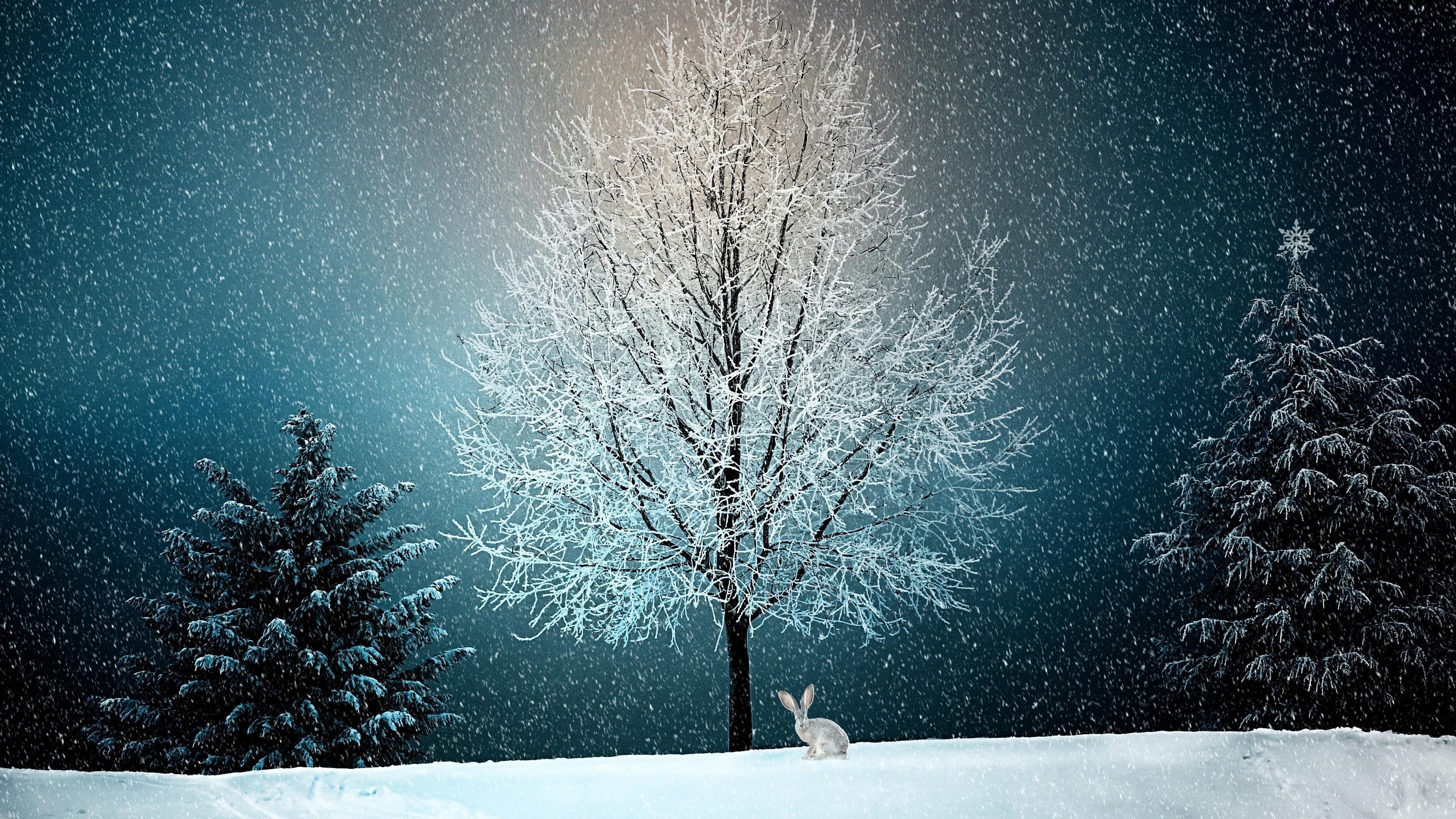 Зима снег дерево природа обои скачать