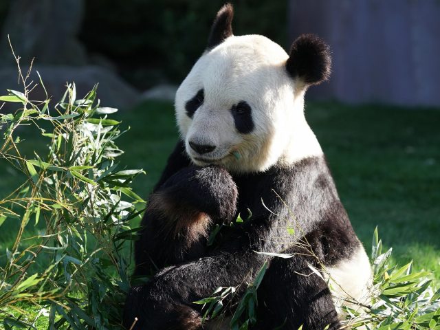 Панда медведь сидит на зеленом поле рядом с зелеными растительными животными