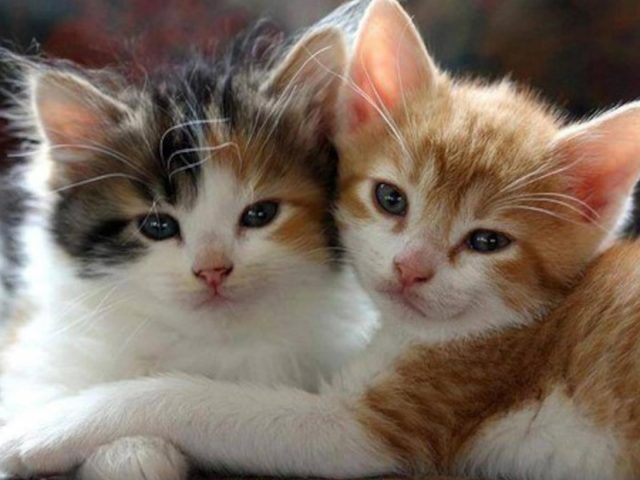 Две милые белые коричневые черные кошачьи котята котенок