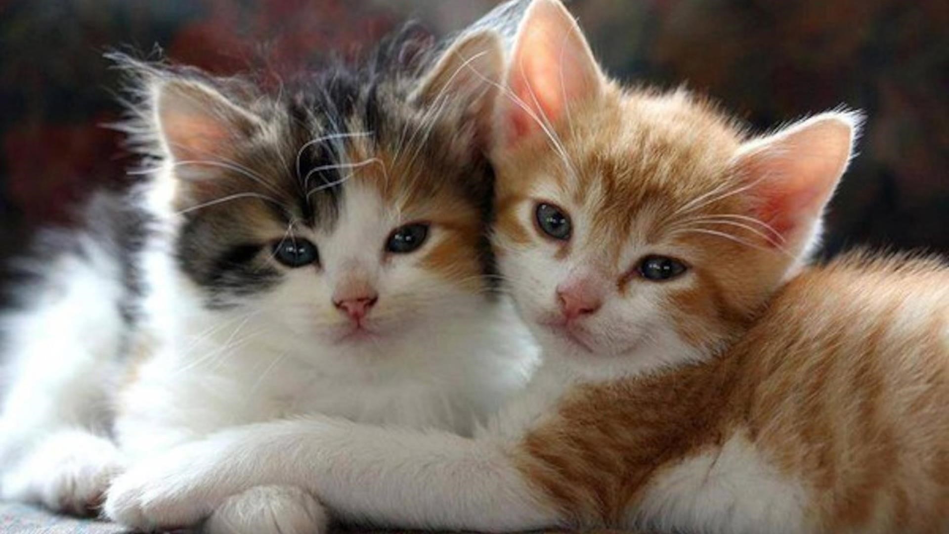 Две милые белые коричневые черные кошачьи котята котенок обои скачать
