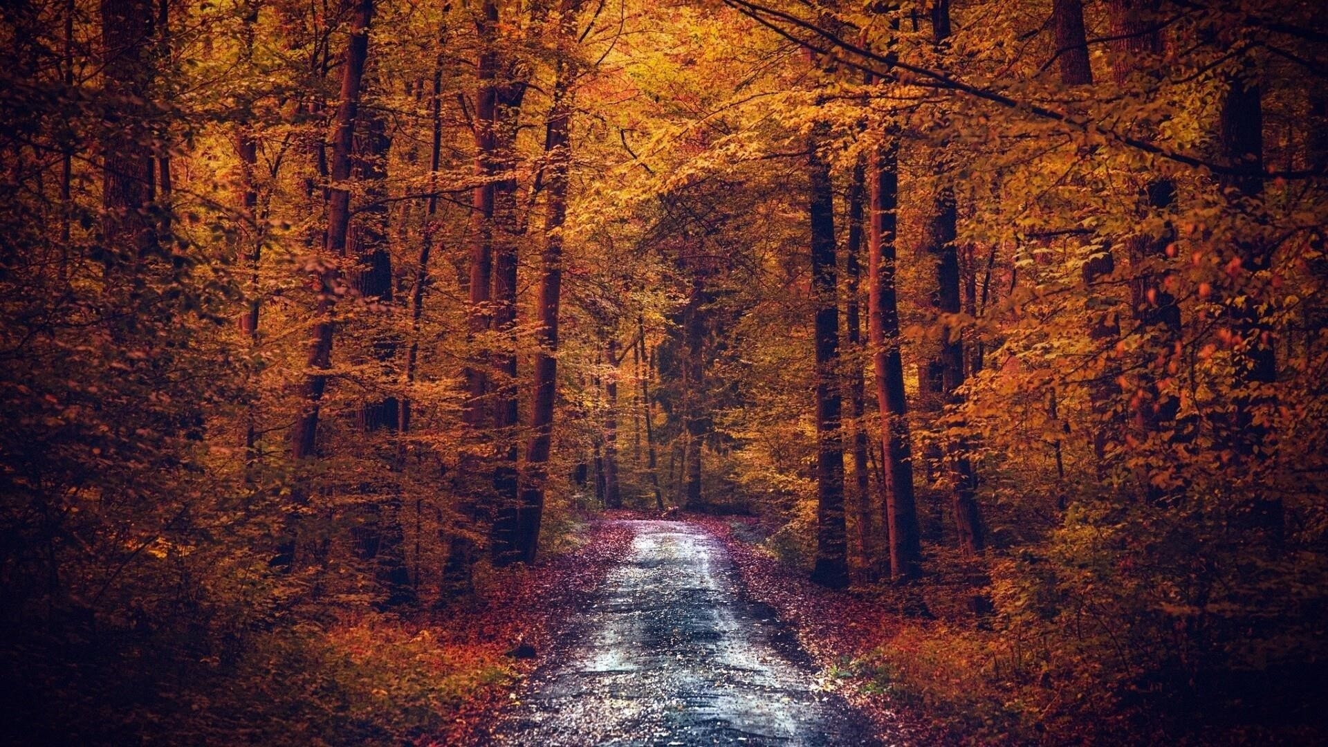 Дорога между желтыми осенними деревьями с осенней листвой лесная природа обои скачать