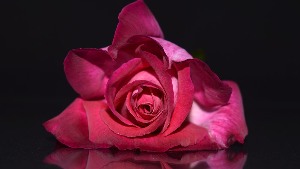 Розовая роза 5к обои скачать