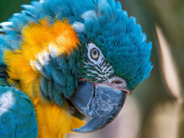 Blue and yellow macaw.