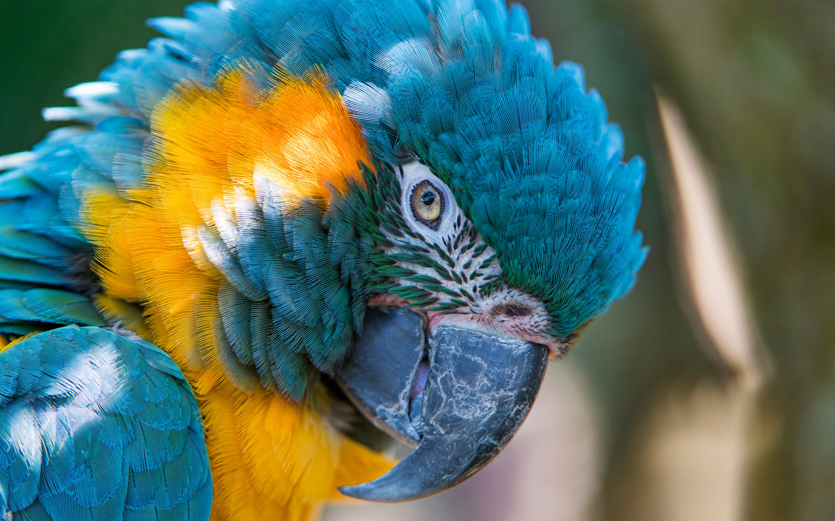 Blue and yellow macaw. обои скачать