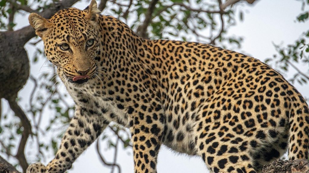 Большой леопард стоит на ветке дерева леопард обои скачать