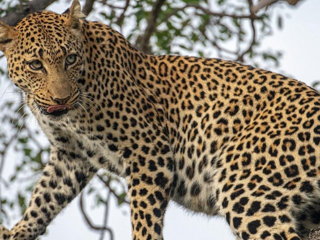 Большой леопард стоит на ветке дерева леопард