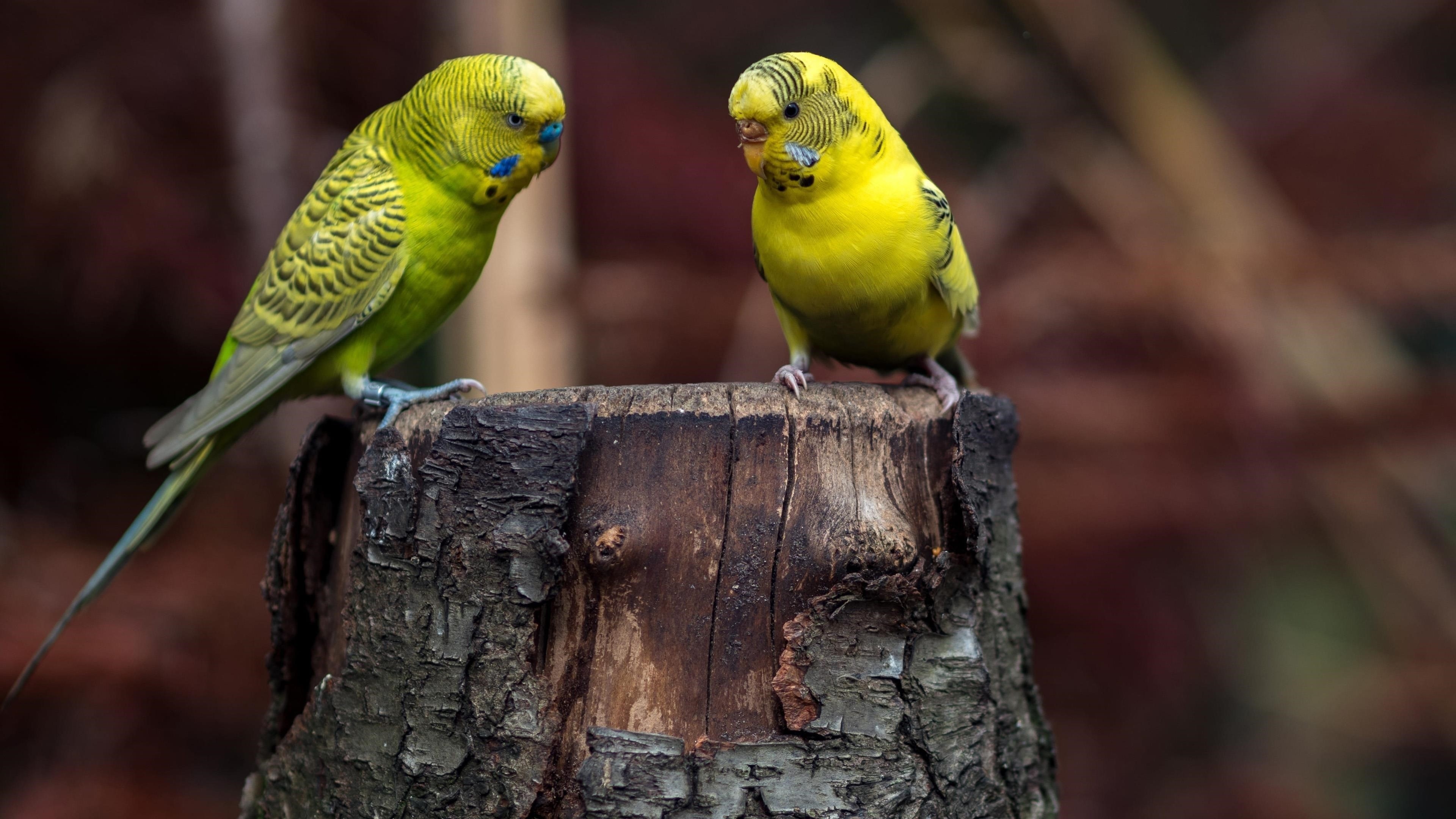 Два зеленых синих волнистых попугайчика на стволе дерева в размытом фоне птицы обои скачать