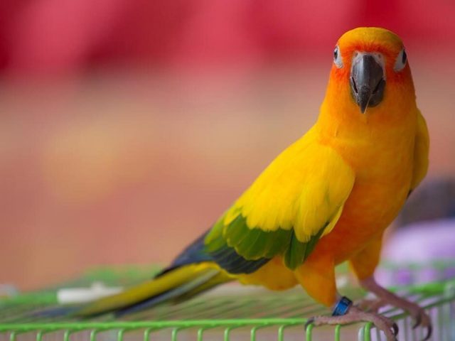 Желтая птица стоит на зеленой подставке на синем красно оранжевом фоне птицы