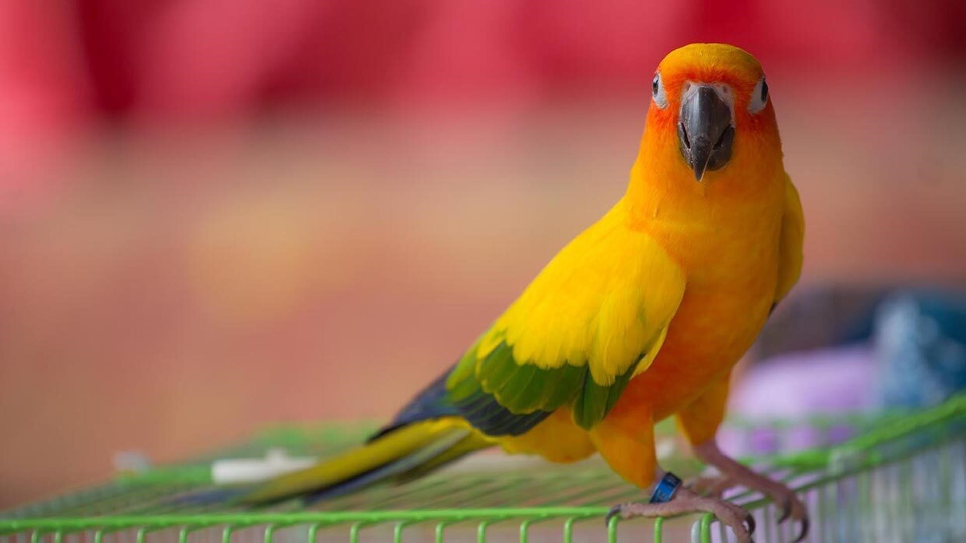 Желтая птица стоит на зеленой подставке на синем красно оранжевом фоне птицы обои скачать