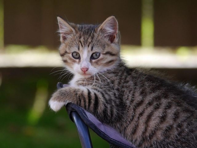 Котенок черно-коричневой кошки сидит на стуле на синем фоне котенка