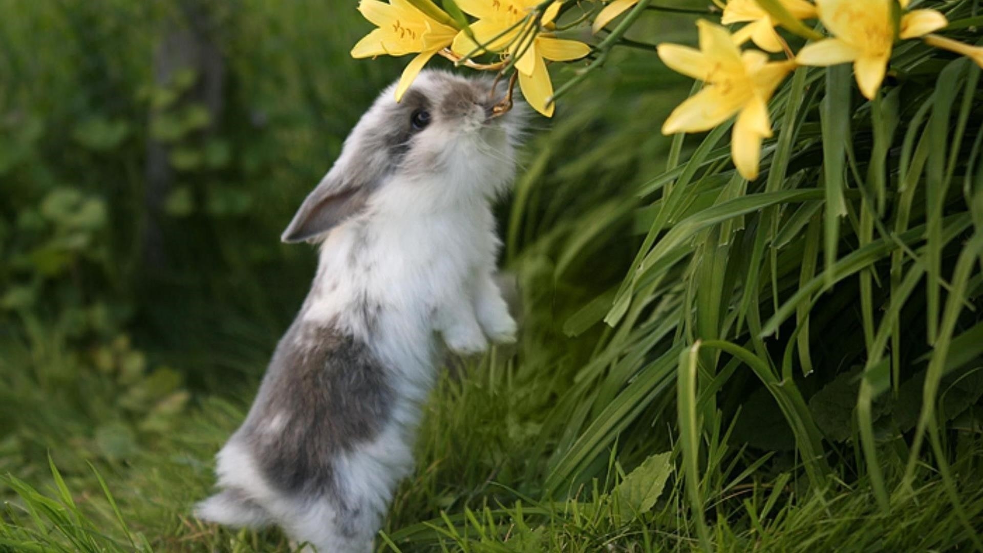 Милый бело-черный кролик кусает желтый цветок, стоя на зеленой траве животных обои скачать