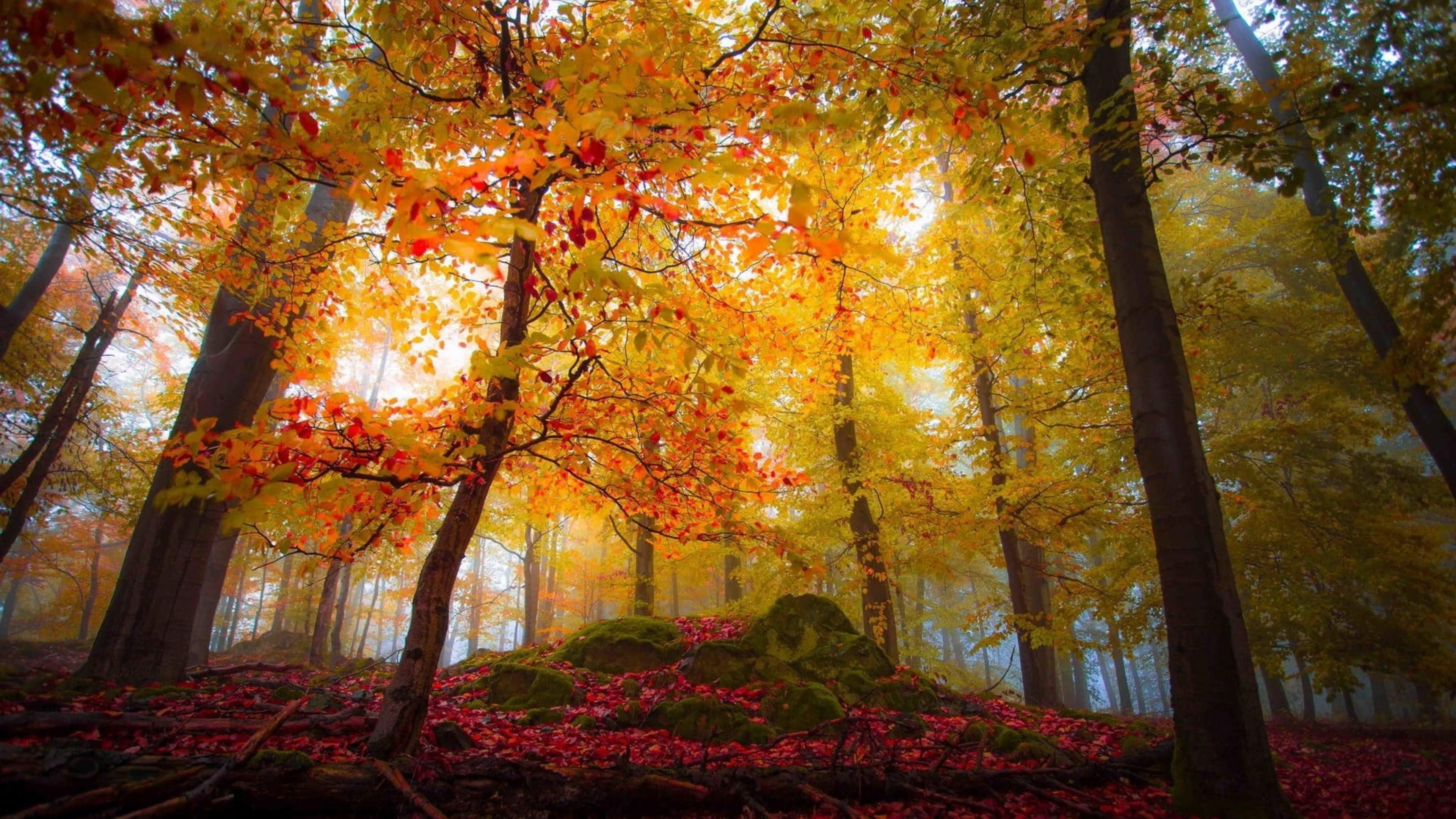 Пейзаж из разноцветных кленовых деревьев в лесу природа обои скачать