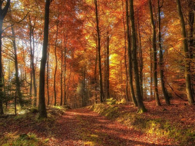 Тропинка с сухими листьями между красочными осенними деревьями лес с солнечными лучами природа
