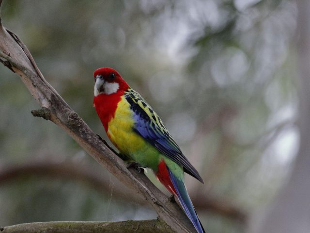 Красная желто-зеленая синяя птица стоит на ветке дерева в размытом фоне боке птицы
