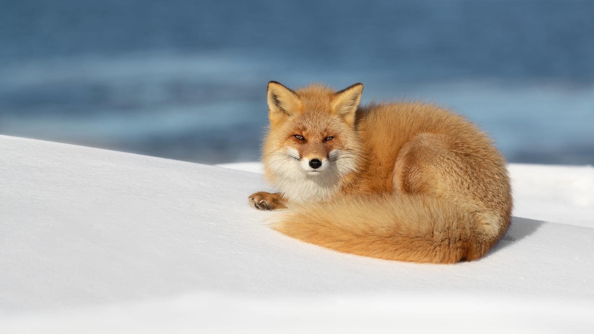 Бело-коричневая лиса сидит в снежном поле на размытом синем фоне лиса обои скачать