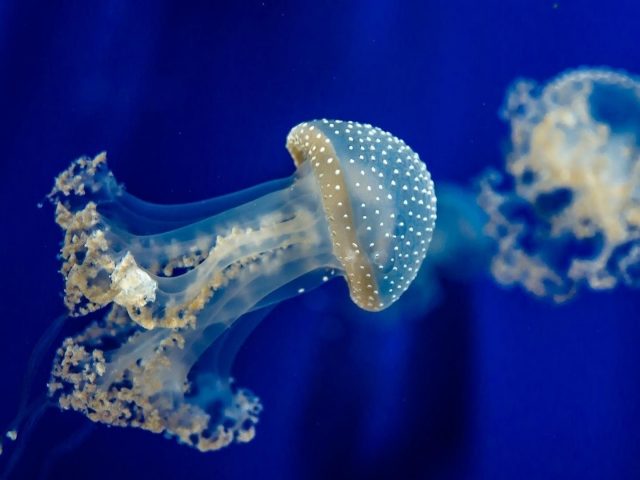 Сине белые медузы подводные животные