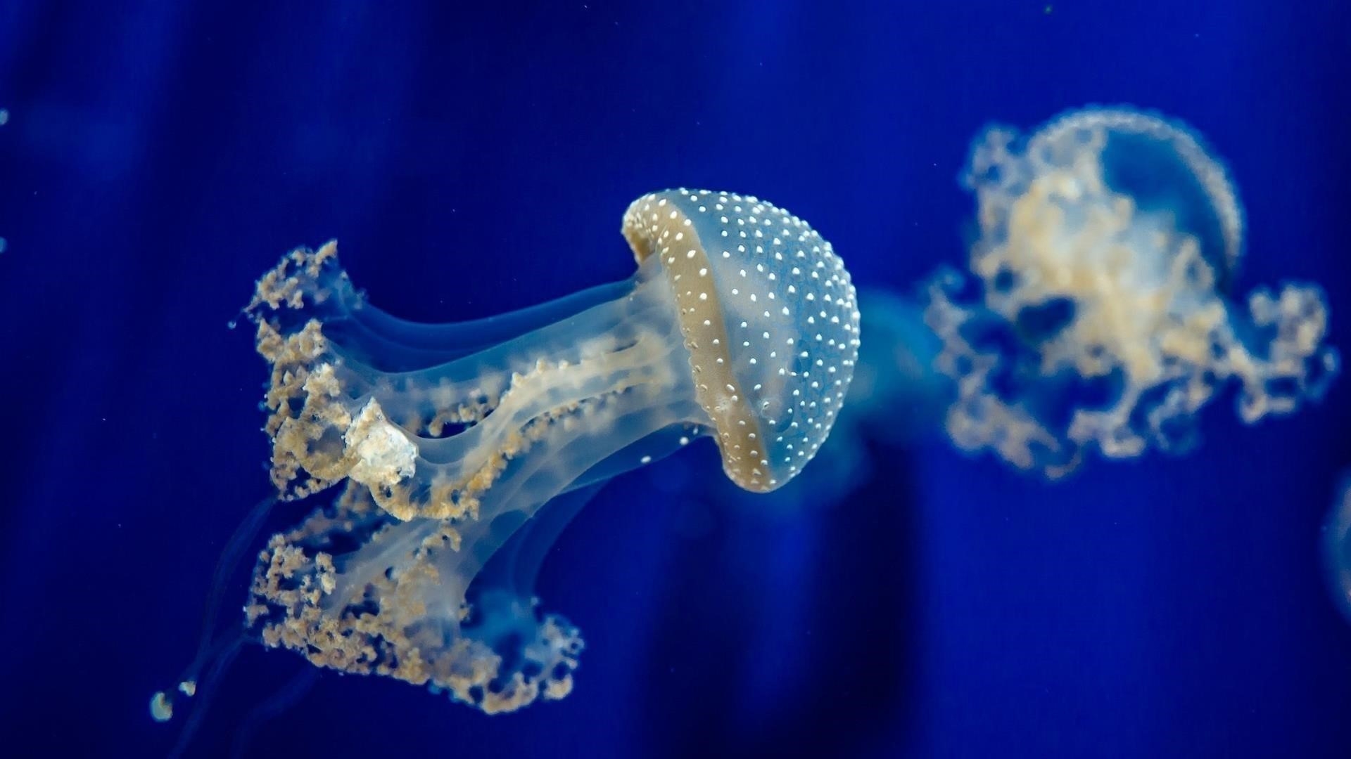 Сине белые медузы подводные животные обои скачать