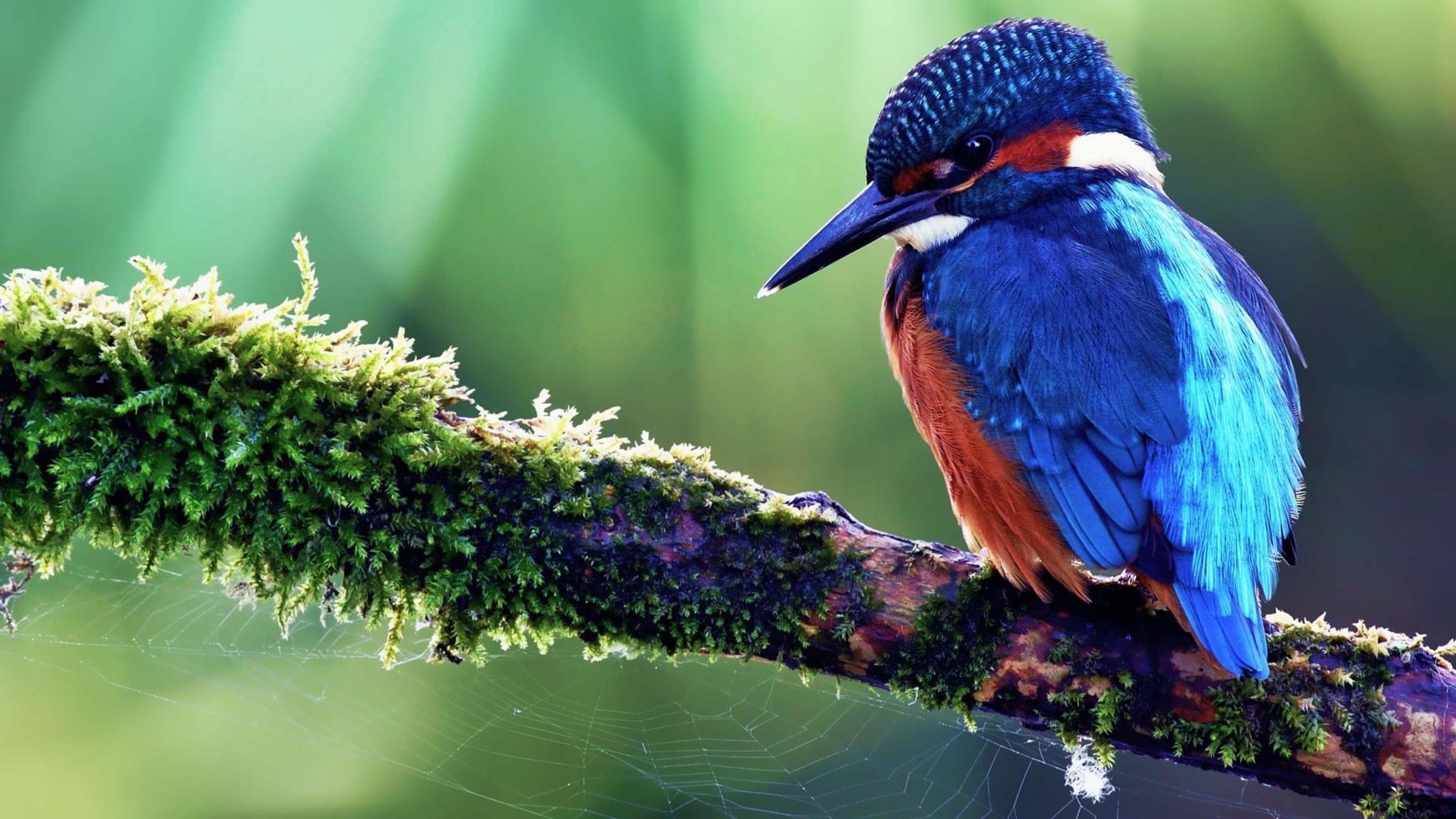 Острый нос оранжевая и Синяя птица зимородок сидящая на ветке дерева на зеленом фоне животные обои скачать