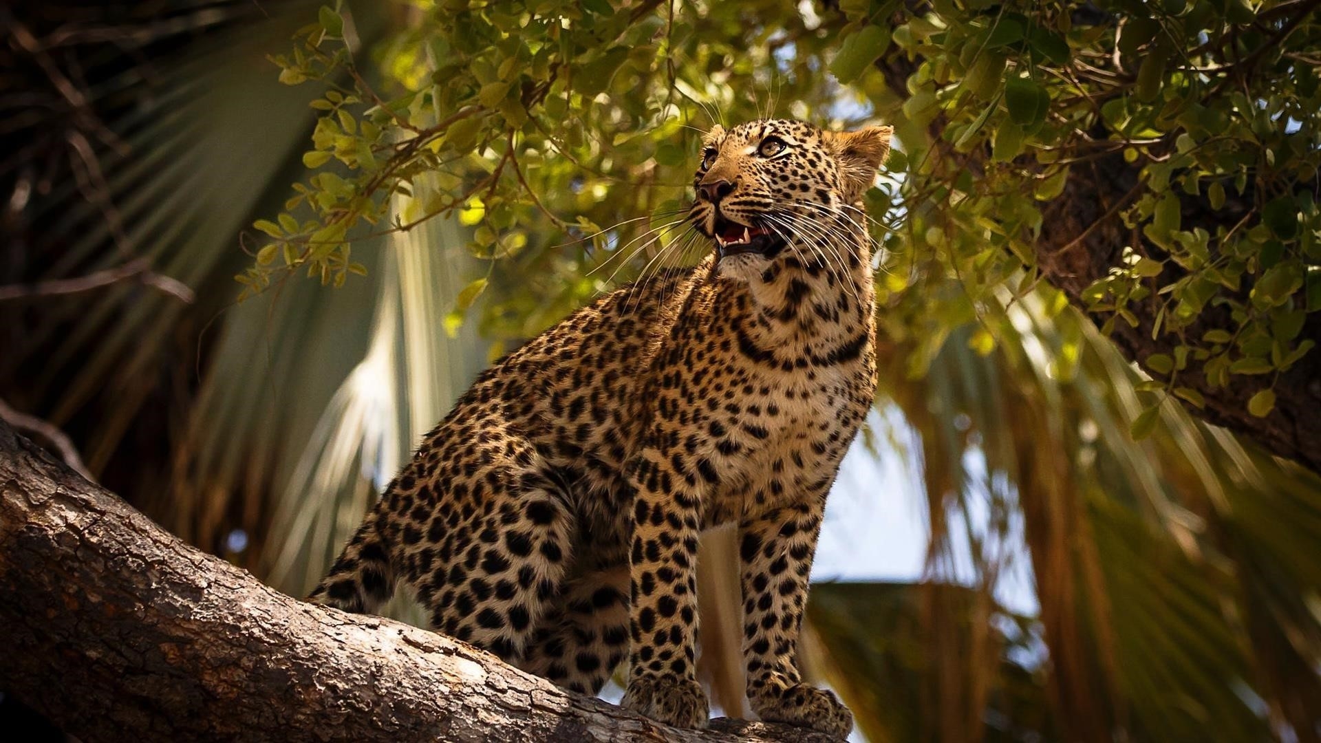 Леопард сидит на ветке дерева лицом к животным одной стороны обои скачать