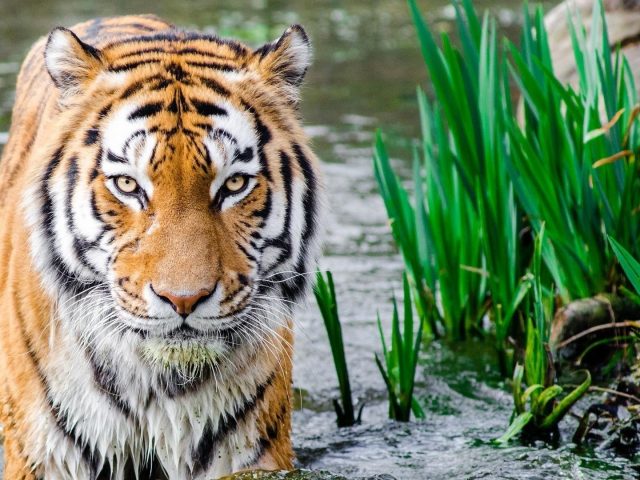 Тигр стоит на воде рядом с травой тигр