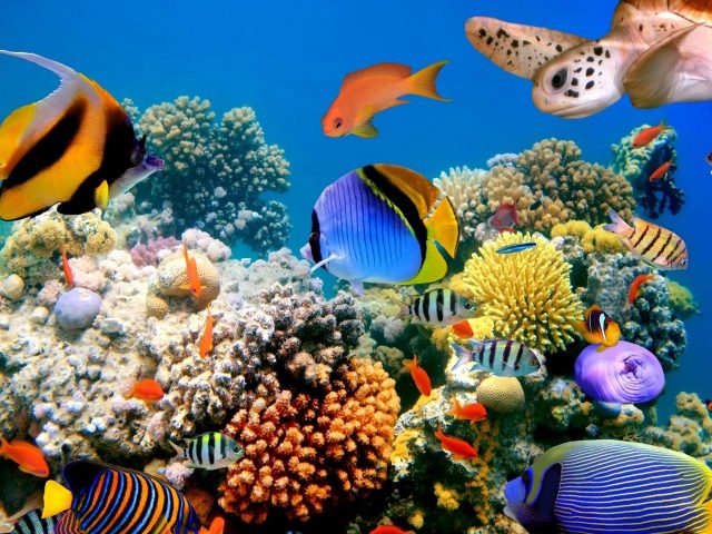 Красочный косяк рыб плавающих возле коралловых рифов животных