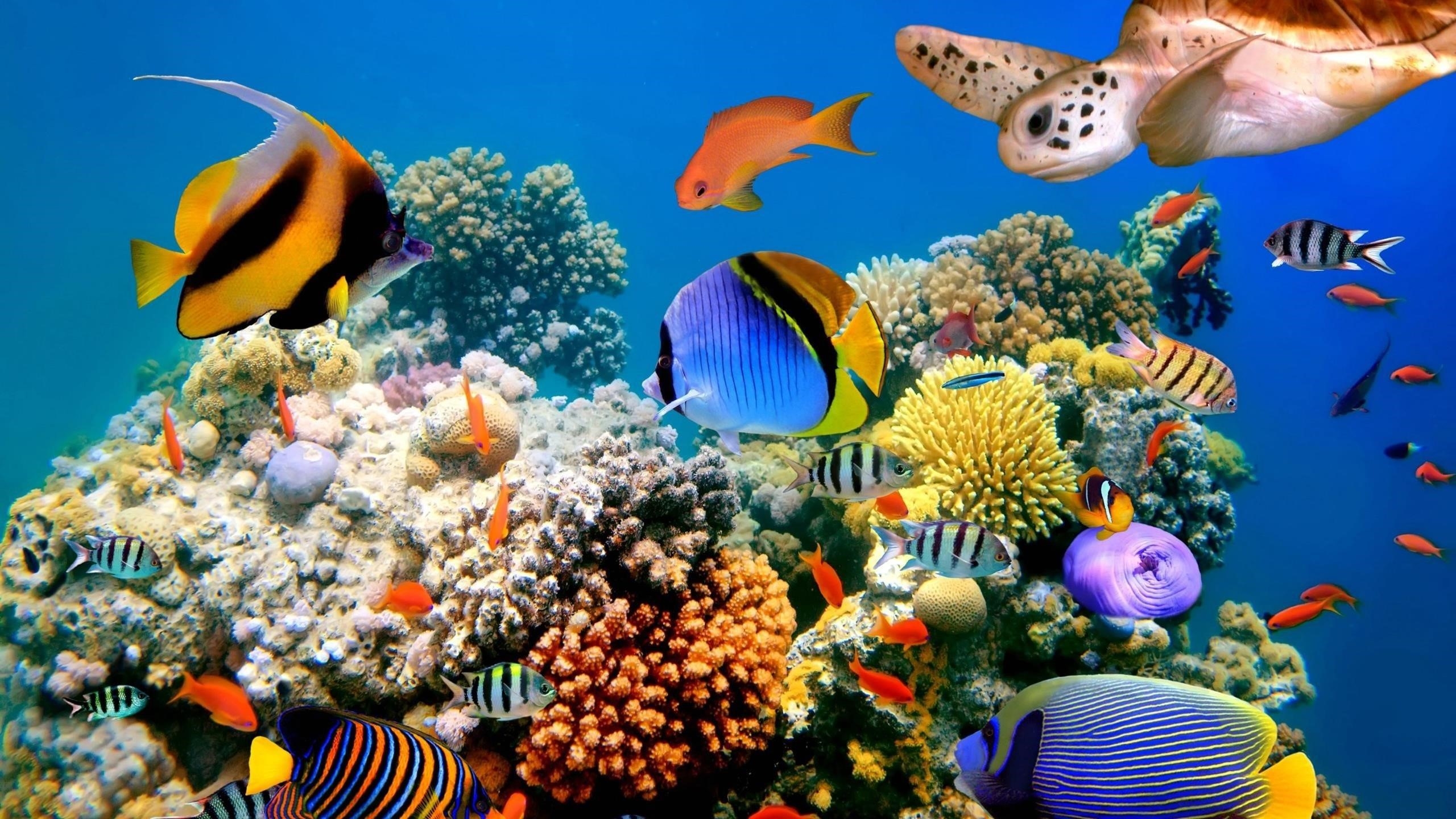 Красочный косяк рыб плавающих возле коралловых рифов животных обои скачать