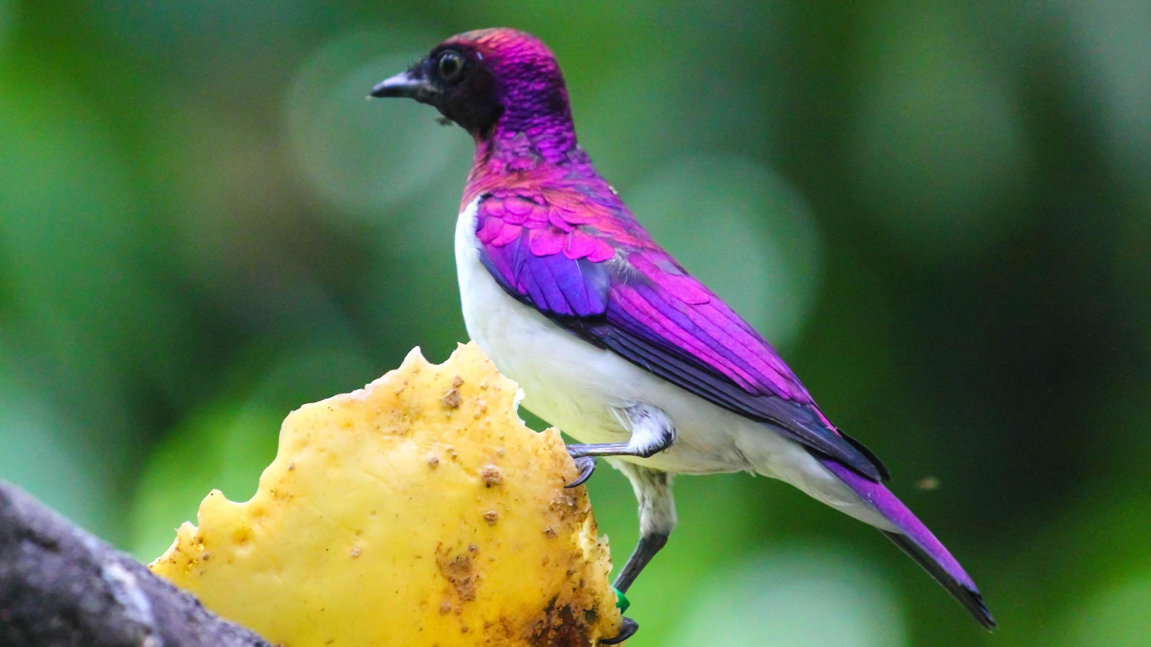 Фиолетовая подпертая птица скворец на дереве в сине зеленом фоне птицы обои скачать