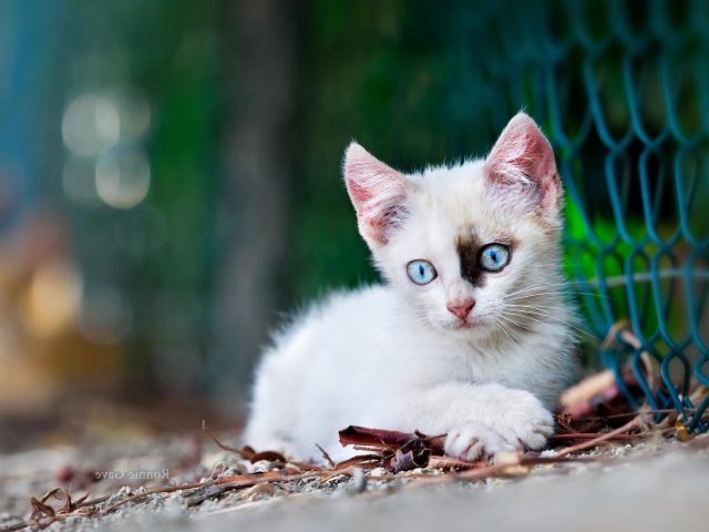 Котенок белой кошки сидит возле забора из звеньев цепи котенок