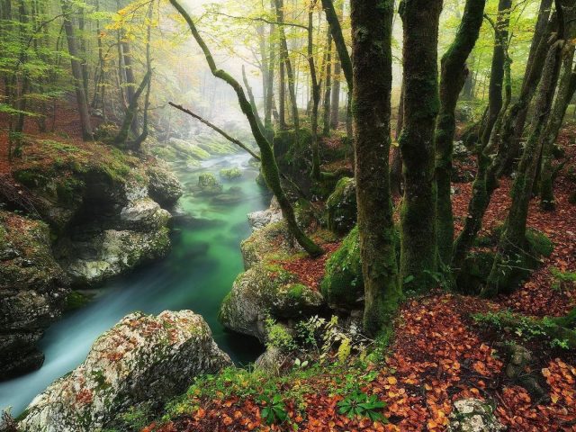 Река между покрытой водорослями скалой и стволом дерева в лесной природе