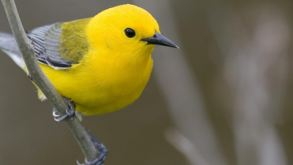 Птицы с ярко желтой грудкой фото и название