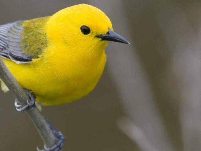 Желтая птица сидит на ветке дерева птицы