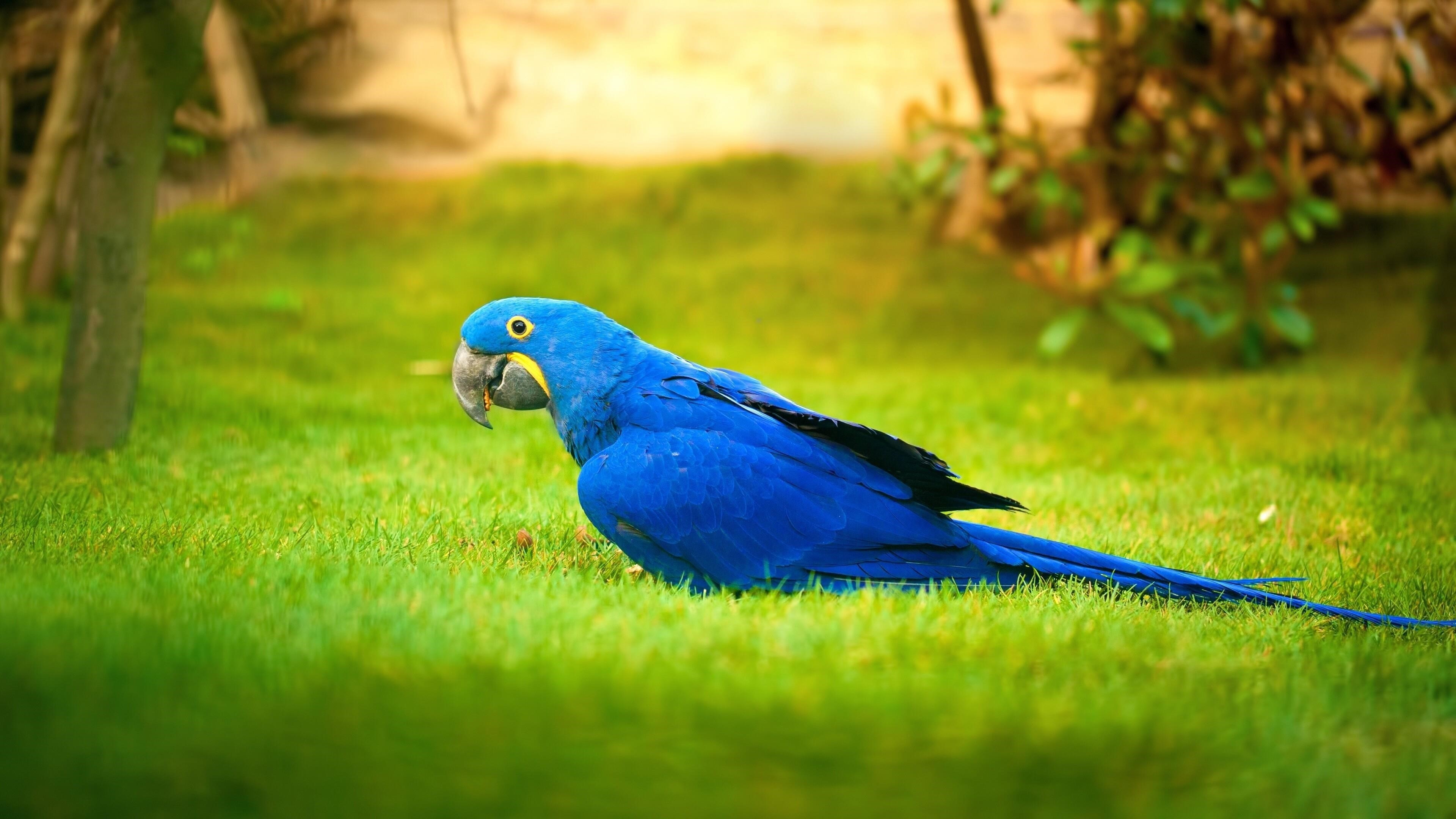 Ара Синяя птица на зеленой траве в размытом фоне животные обои скачать