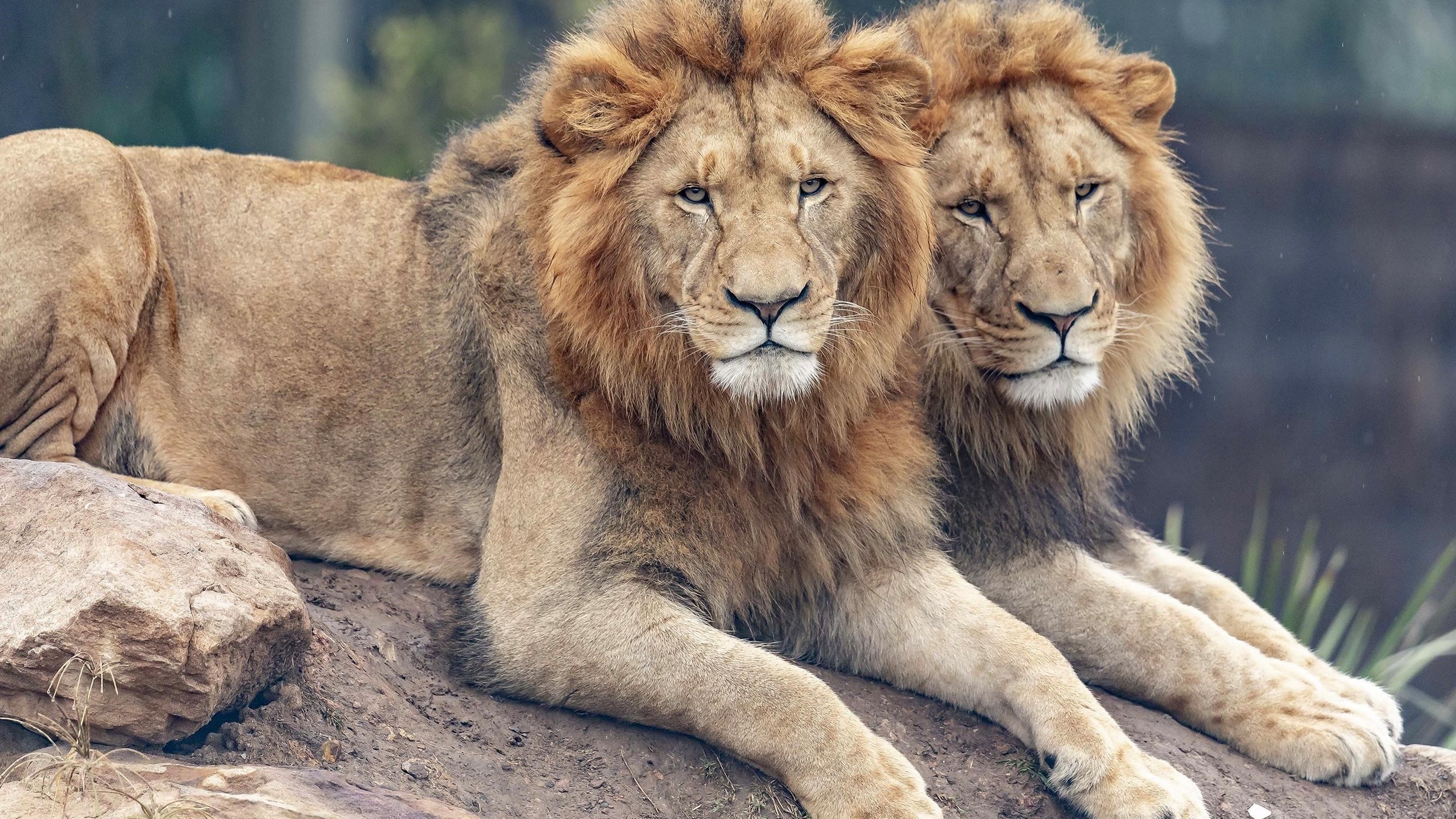 Два больших Льва лежат на скале в размытом фоне животных обои скачать