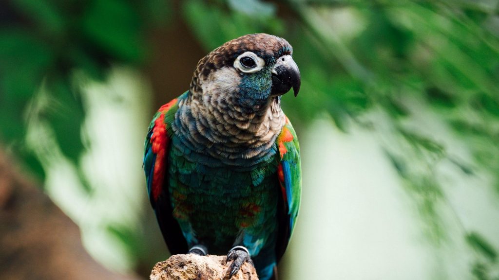 Красочная птица-попугай в сине-зеленых листьях фоновых птиц обои скачать