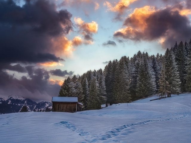 Сосны на снежном поле под черным пасмурным небом природа