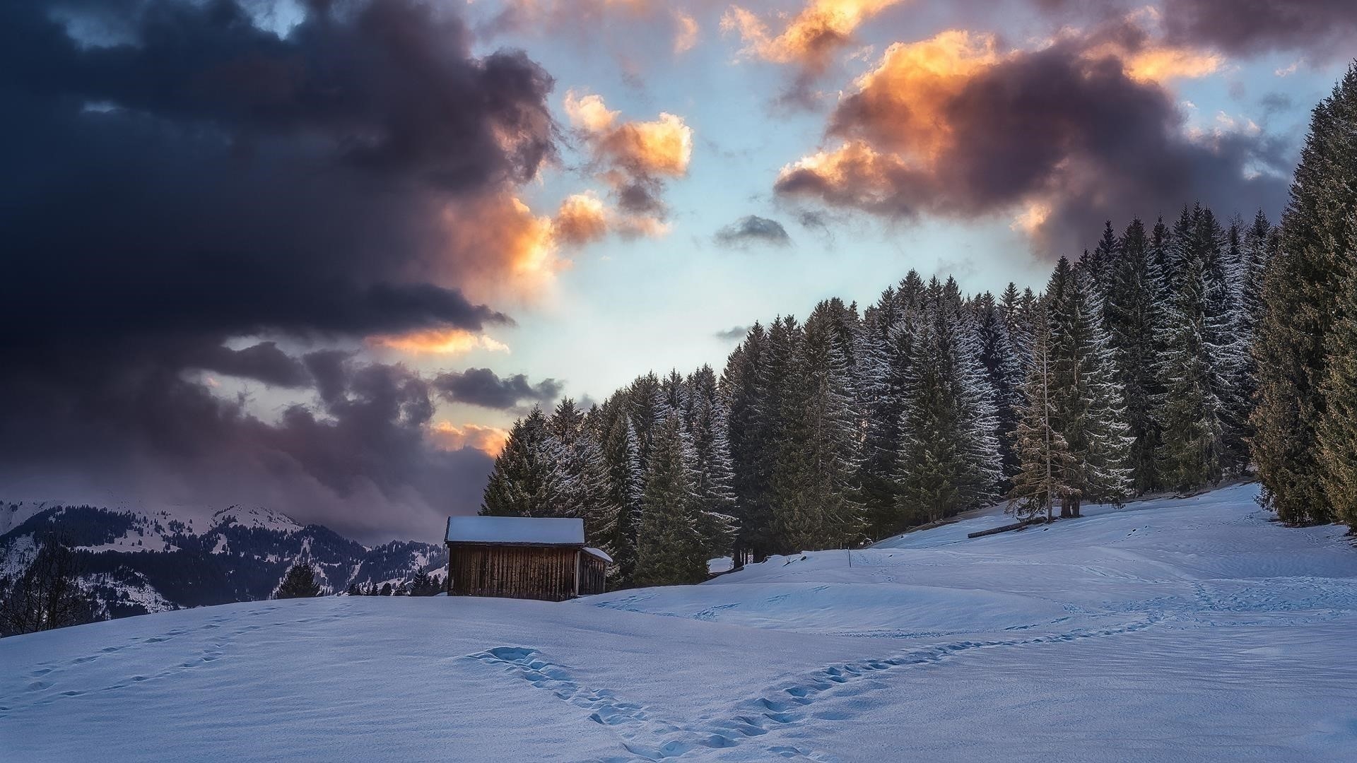 Сосны на снежном поле под черным пасмурным небом природа обои скачать