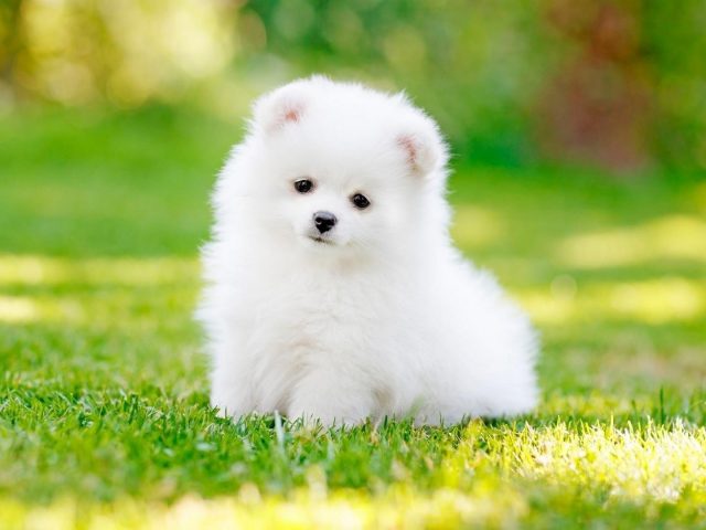Симпатичный белый щенок стоит на зеленой траве в размытом фоне боке собака